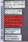 Etiketten zu Athous malkinorum (Platia, 2006) (NHMW-ZOO-COL-0008474)